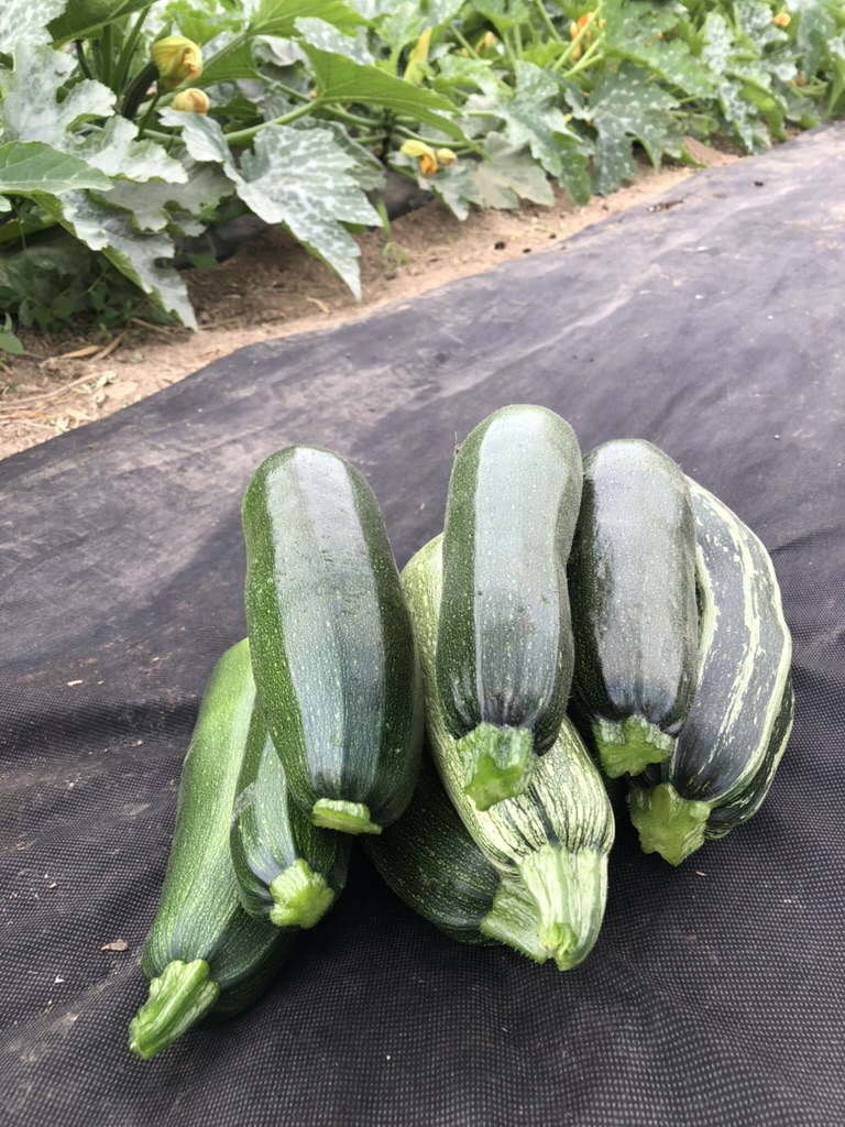 Gebackene Zucchini
